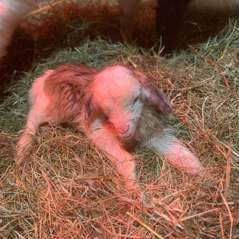 Baby goats are awesome!