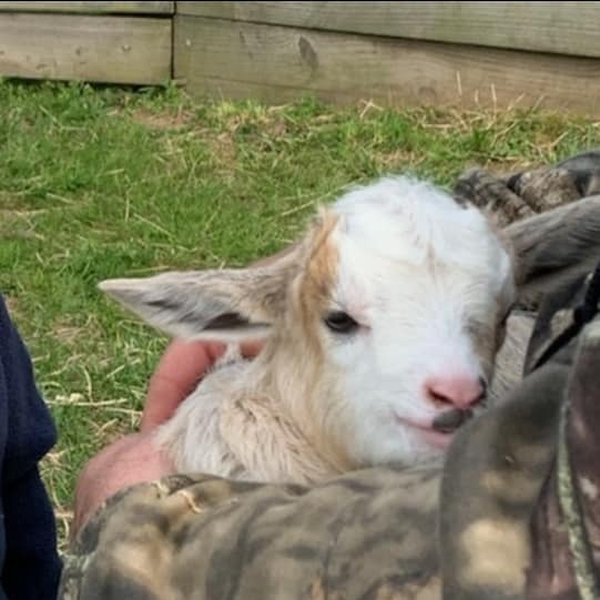 Your new goat will befriend your other livestock!